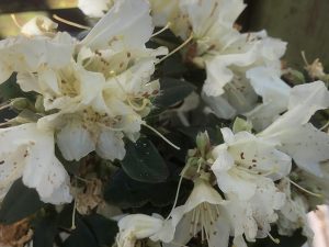Rhododendron 'Golden Wonder'-0