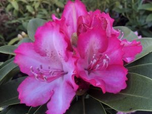 Rhododendron 'XXL'-0