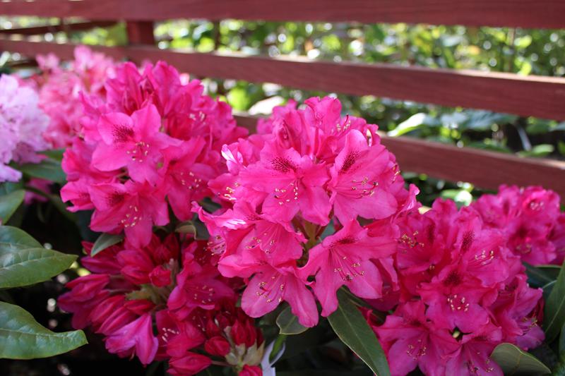 Rhododendron 'Nova Zembla'-21638