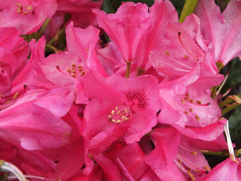 Rhododendron 'Nova Zembla'-0