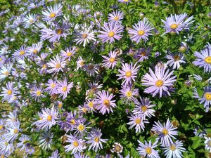 Aster x frikartii 'Monch'