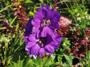 Delphinium Blue Shades (mixed)