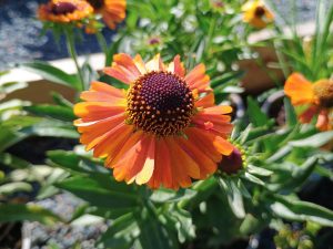 helenium short and sassy