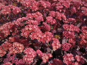 sedum purple emperor