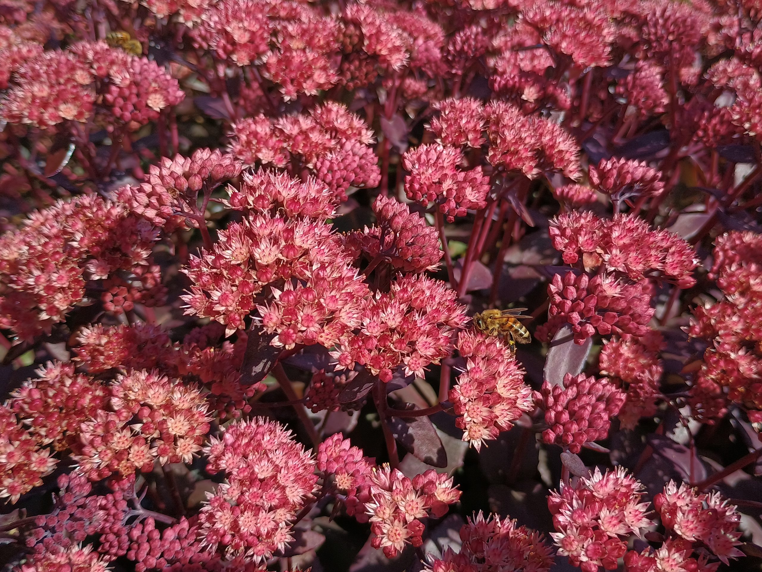 sedum purple emperor