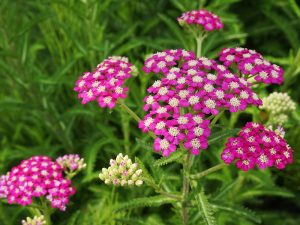 Achillea 'New Vintage Violet' (Balvinviolet)-0