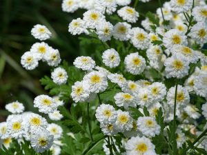 Achillea ptarmica 'The Pearl'-0