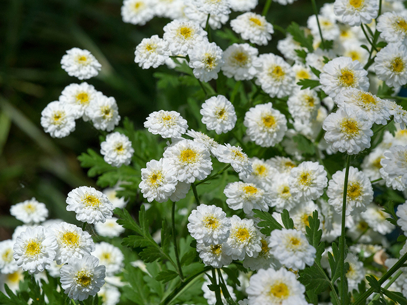 Achillea ptarmica 'The Pearl'-0