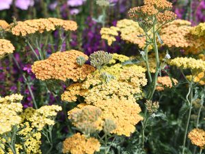 Achillea 'Terracotta'-0