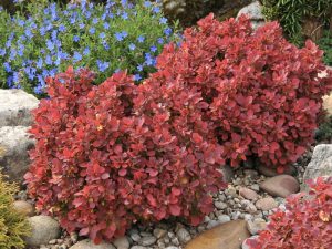 Berberis thunbergii 'Ruby Star'-0