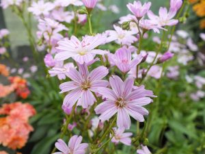 Lewisia congdonii-0