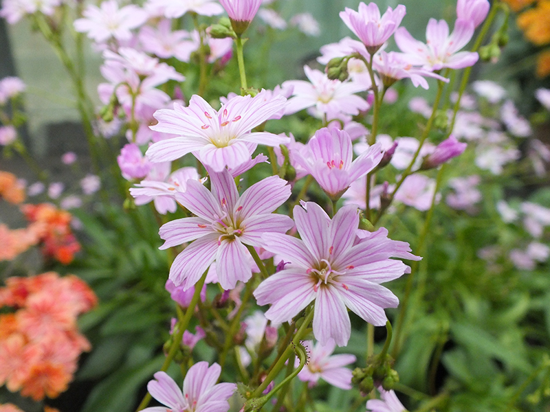 Lewisia congdonii-0