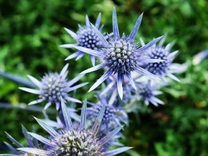 Eryngium bourgatii-0