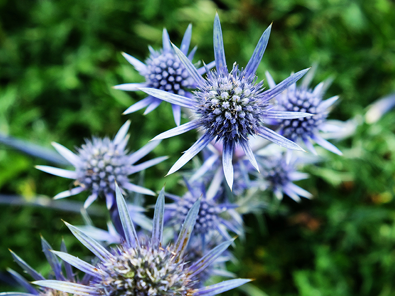 Eryngium bourgatii-0
