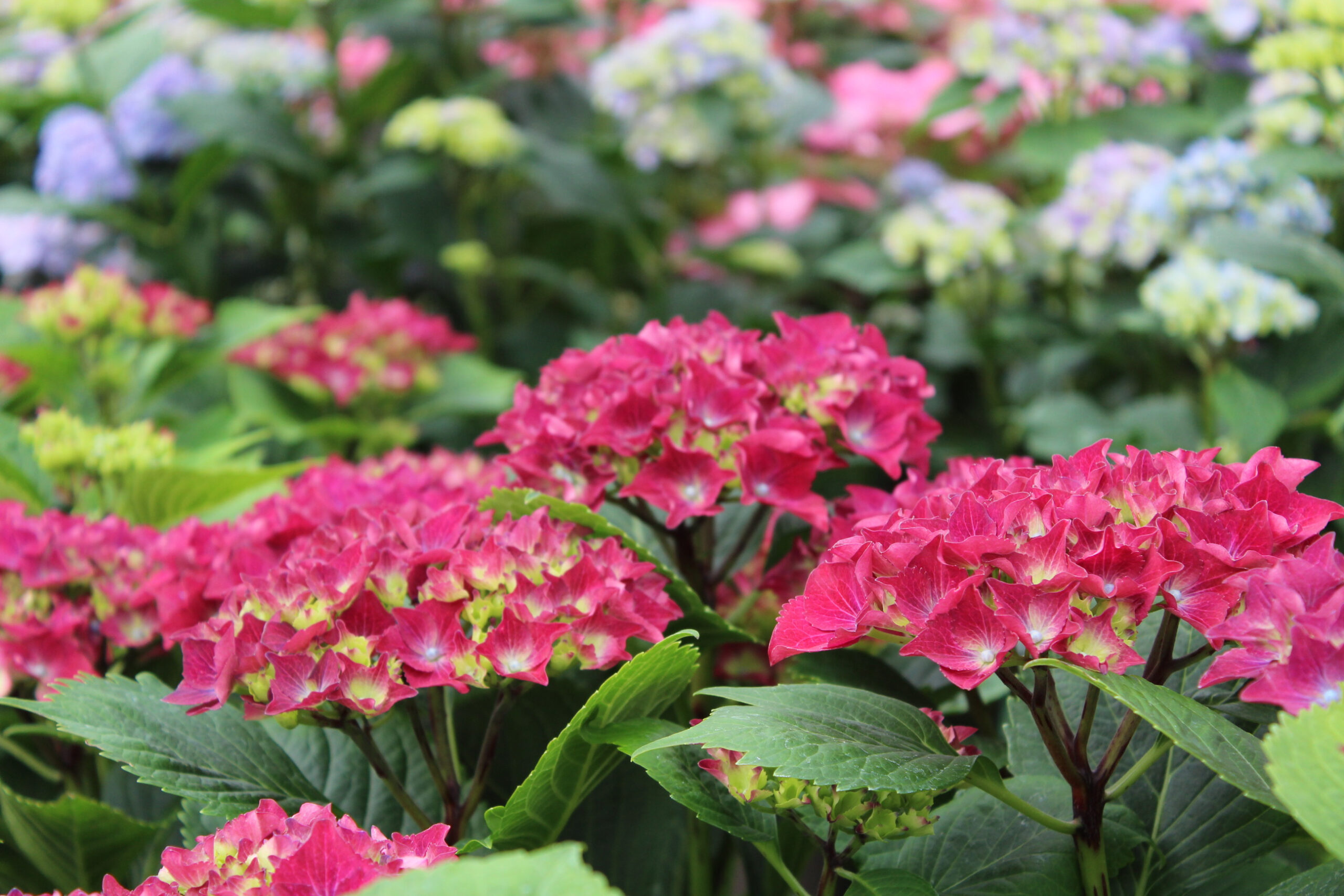 Hydrangea macrophylla 'Royal Red Lilac'-22251