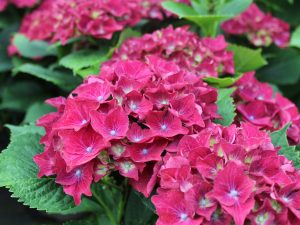 Hydrangea macrophylla 'Royal Red Lilac'-0
