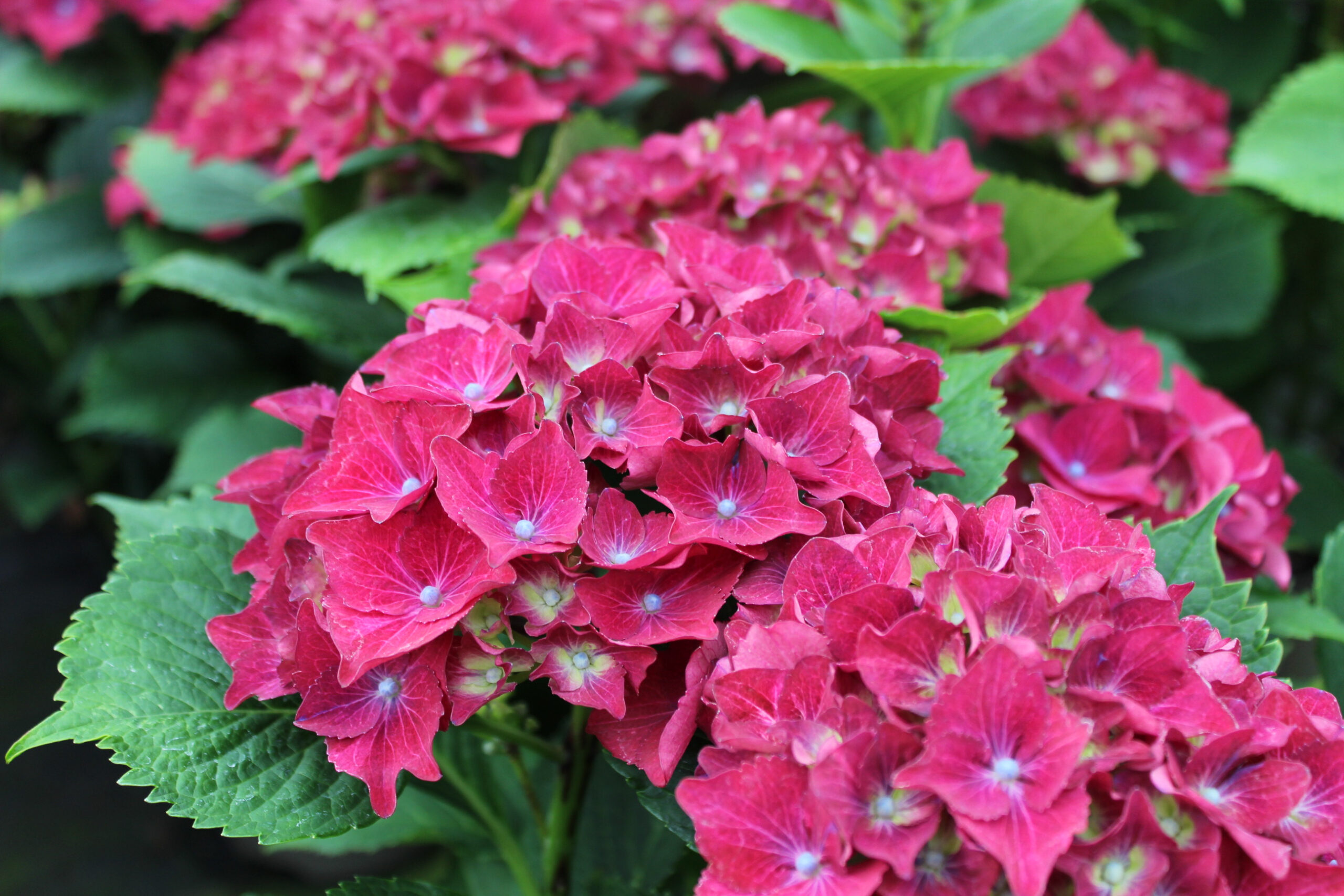 Hydrangea macrophylla 'Royal Red Lilac'-0