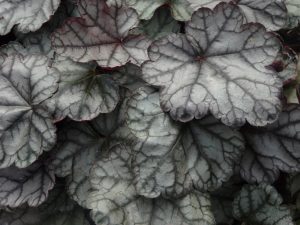 Heuchera 'Jade Gloss'-0