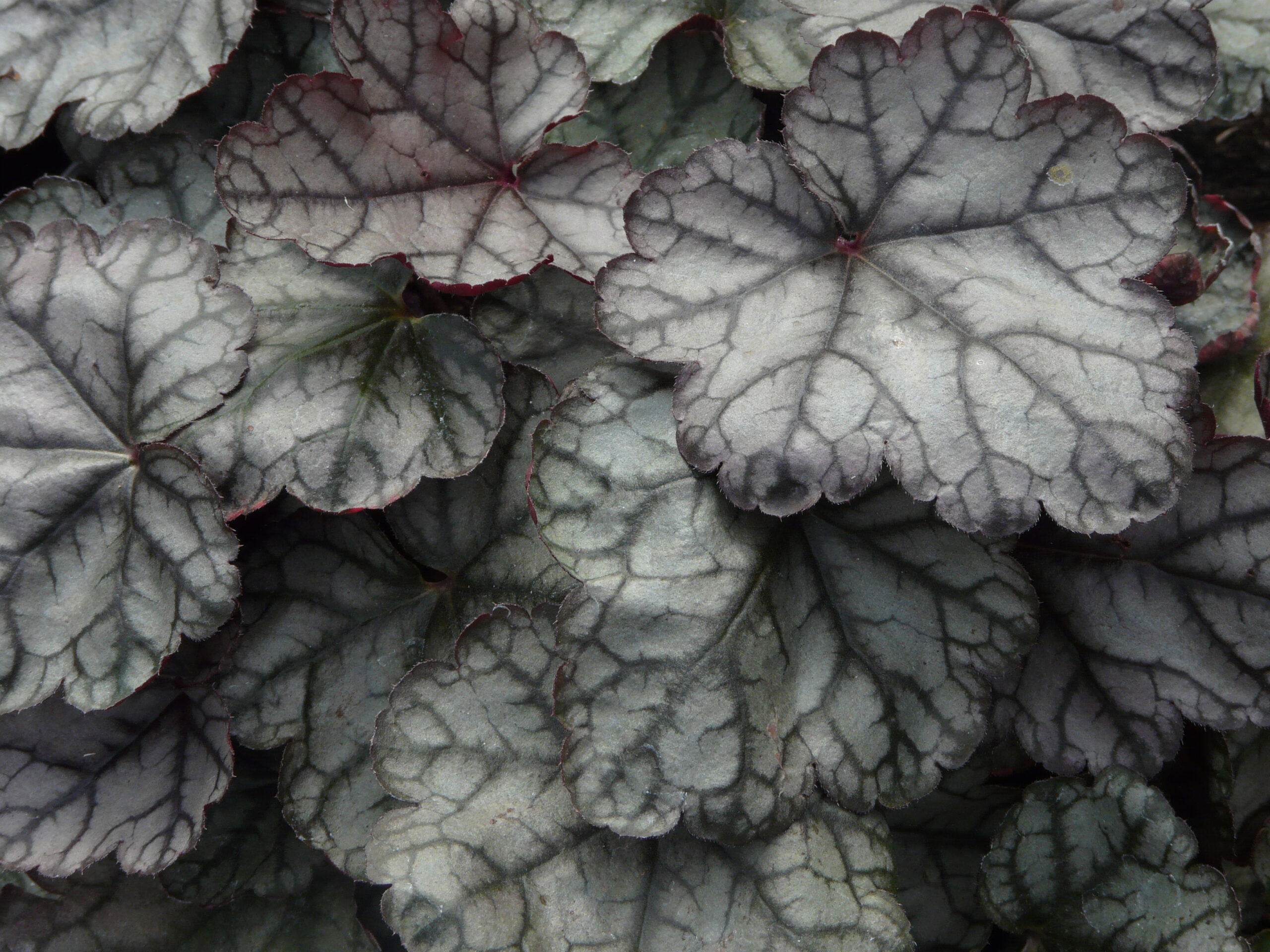 Heuchera 'Jade Gloss'-0