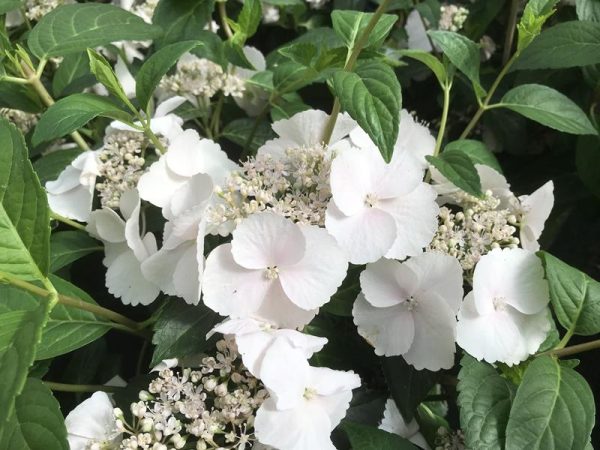 Hydrangea Runaway Bride® 'Snow White' (7.5L pot)-0