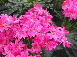 Lewisia 'John's Special'-0