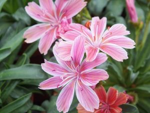 Lewisia 'Little Plum'-0
