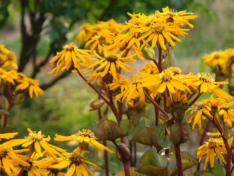 Ligularia dentata 'Othello'-0