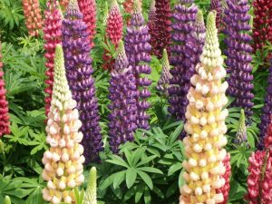 Lupinus 'Mixed'-0