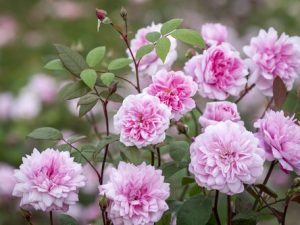 Rosa 'Mary Delaney' Climbing (Ausorts)-0