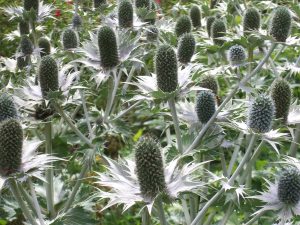 Eryngium giganteum 'Miss Wilmott's Ghost'-0