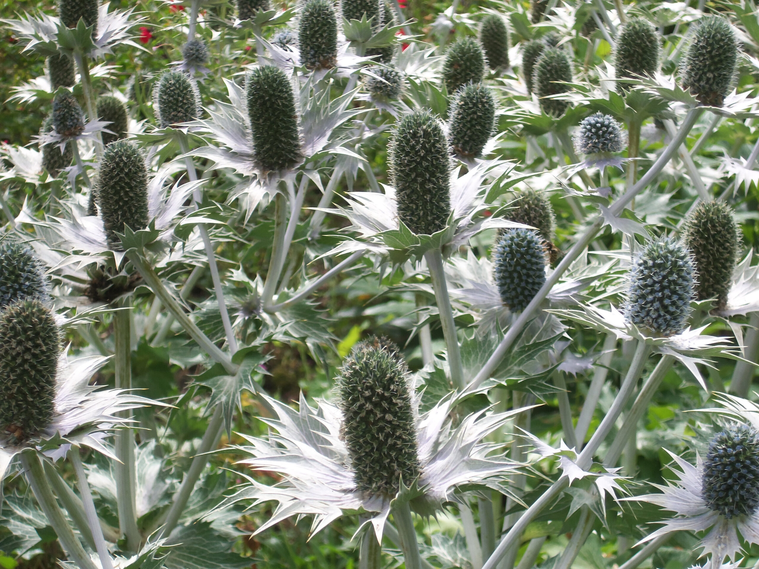 Eryngium giganteum 'Miss Wilmott's Ghost'-0