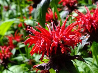 Monarda didyma 'Jacob Cline'-0