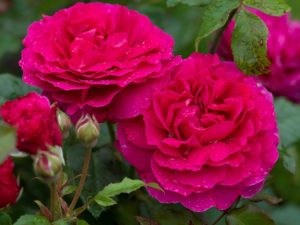Rosa David Austin 'Gabriel Oak' (Auscrowd)-0