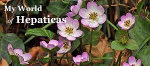 My World of Hepaticas: John Massey’s new book