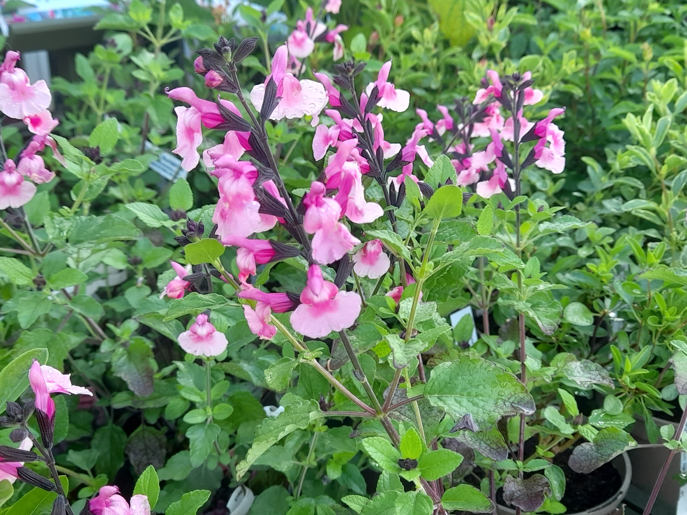 Salvia greggii 'Angel Wings'-0