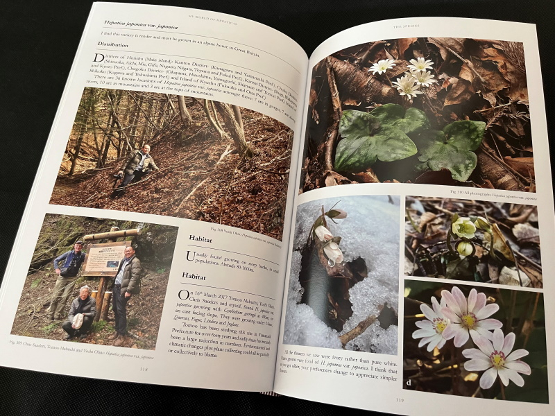 My World of Hepaticas by John Massey with Tomoo Mabuchi (inc. UK P&P)-22098