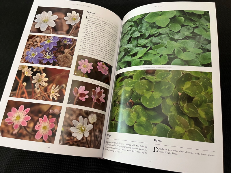 My World of Hepaticas by John Massey with Tomoo Mabuchi (inc. UK P&P)-22096