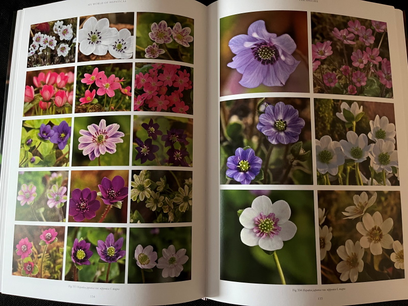My World of Hepaticas by John Massey with Tomoo Mabuchi (inc. UK P&P)-22099