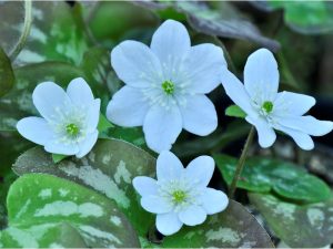 Hepatica nobilis Ashwood Moonlight-0