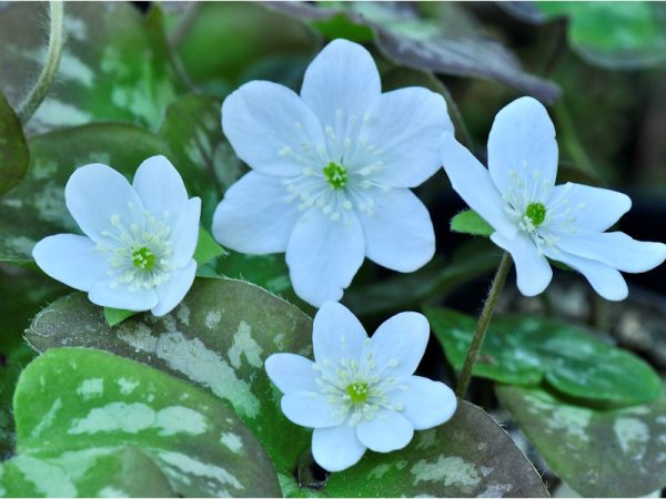 Hepatica nobilis Ashwood Moonlight-0