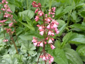 Heuchera 'Shimmer' Cutie Series-0