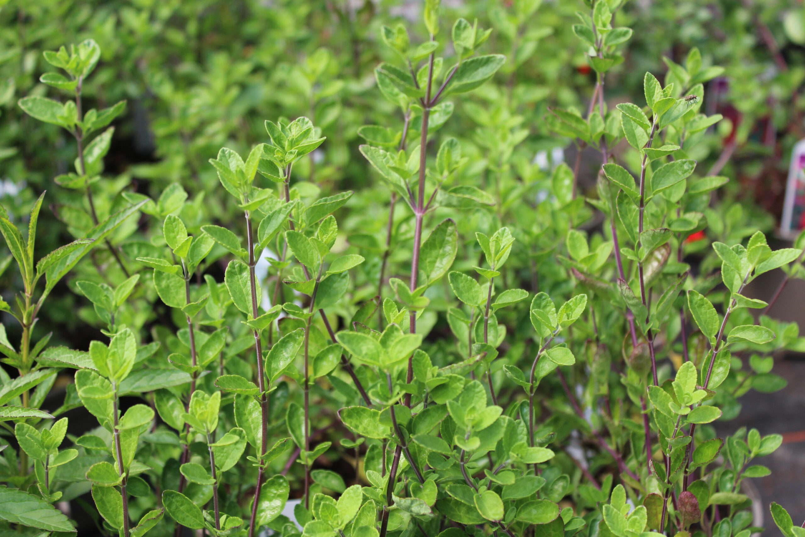 Salvia microphylla 'Victoria Blue'-22223