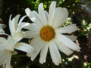 Leucanthemum x superbum 'Alaska'-0