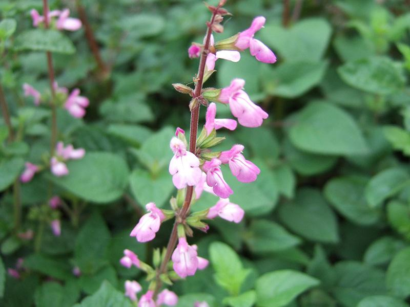 Salvia 'Carnea'-0