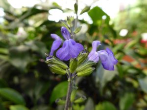 Salvia microphylla 'Victoria Blue'-0