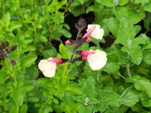 Salvia 'Suncrest Autumn Moon'-0