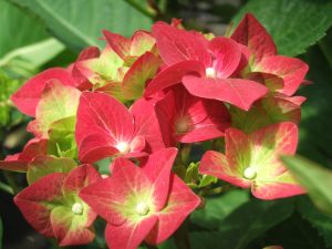 Hydrangea macrophylla 'Green Shadow'-0