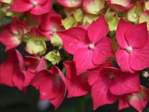 Hydrangea macrophylla 'Merveille Sanguine'-0