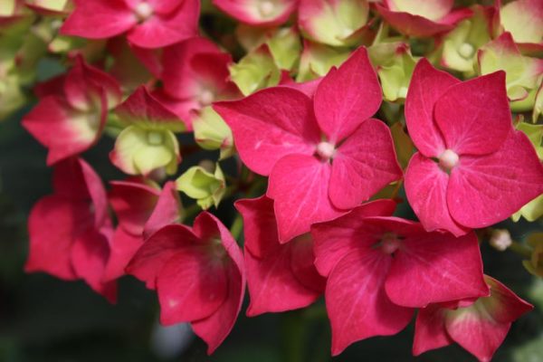 Hydrangea macrophylla 'Merveille Sanguine'-0