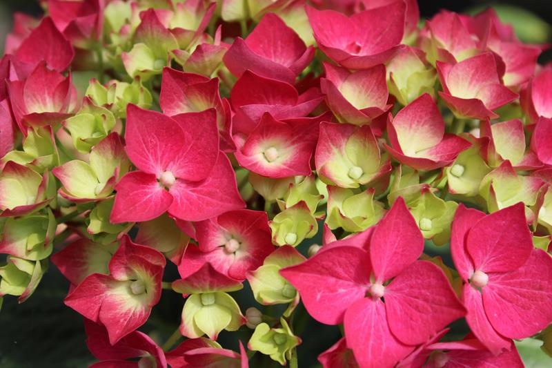 Hydrangea macrophylla 'Merveille Sanguine'-22082